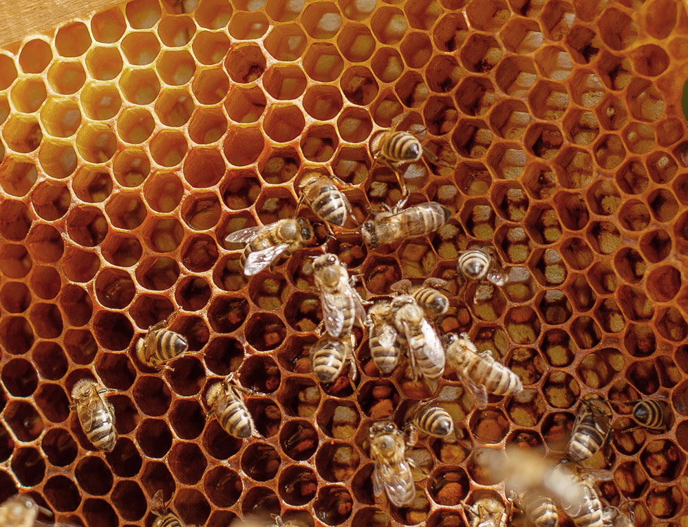 The-Honey-Thief-Bees-44